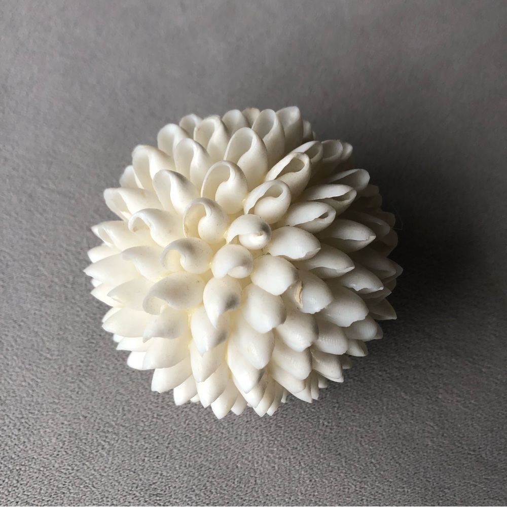Seashell Decor ~ 3.5” ~ White